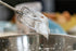 f_article.image.alt